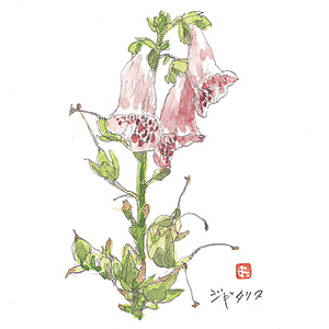 �k��ɍ炭�ԁi93�j�W�M�^���X
