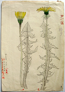 「たんぽぽ」の原画