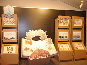 展示の様子