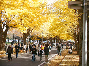 イチョウ並木を散策する観光客・市民