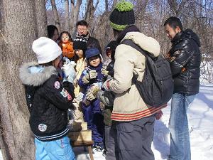 エゾイタヤの樹液を味見