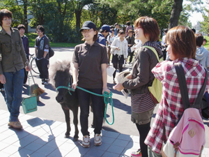 ポニーの展示を行う学生団体