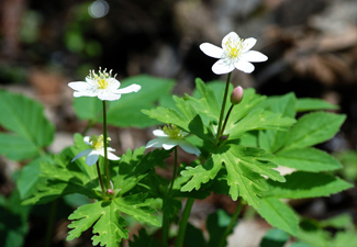 �G�]�m�n�i�V�m�u�iPolemonium caeruleum ssp. yezoenze�j