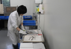 1点ずつビニール袋に入れられた標本を取り出す