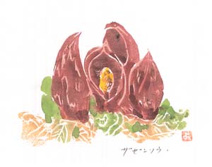 �U�[���\�E