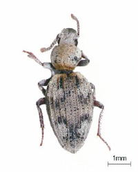 ハマヒョウタンゴミムシダマシ