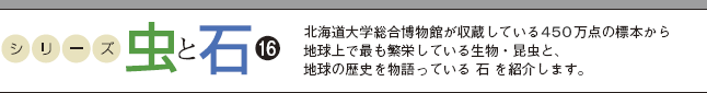 シリーズ　虫と石16　北海道大学総合博物館が収蔵している450万点の標本から地球上で最も繁栄している生物・昆虫と、地球の歴史を物語っている“石”を紹介します。