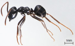 クロクサアリ Lasius fuji