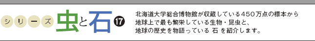 シリーズ　虫と石17　北海道大学総合博物館が収蔵している450万点の標本から地球上で最も繁栄している生物・昆虫と、地球の歴史を物語っている“石”を紹介します。