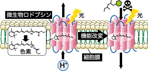 demura_lab_img02