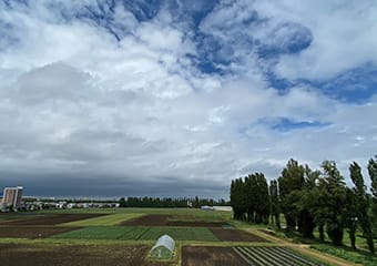 初夏の農場風景