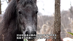 知のフィールド #1 北海道大学 静内研究牧場「森のなかの畜産研究」