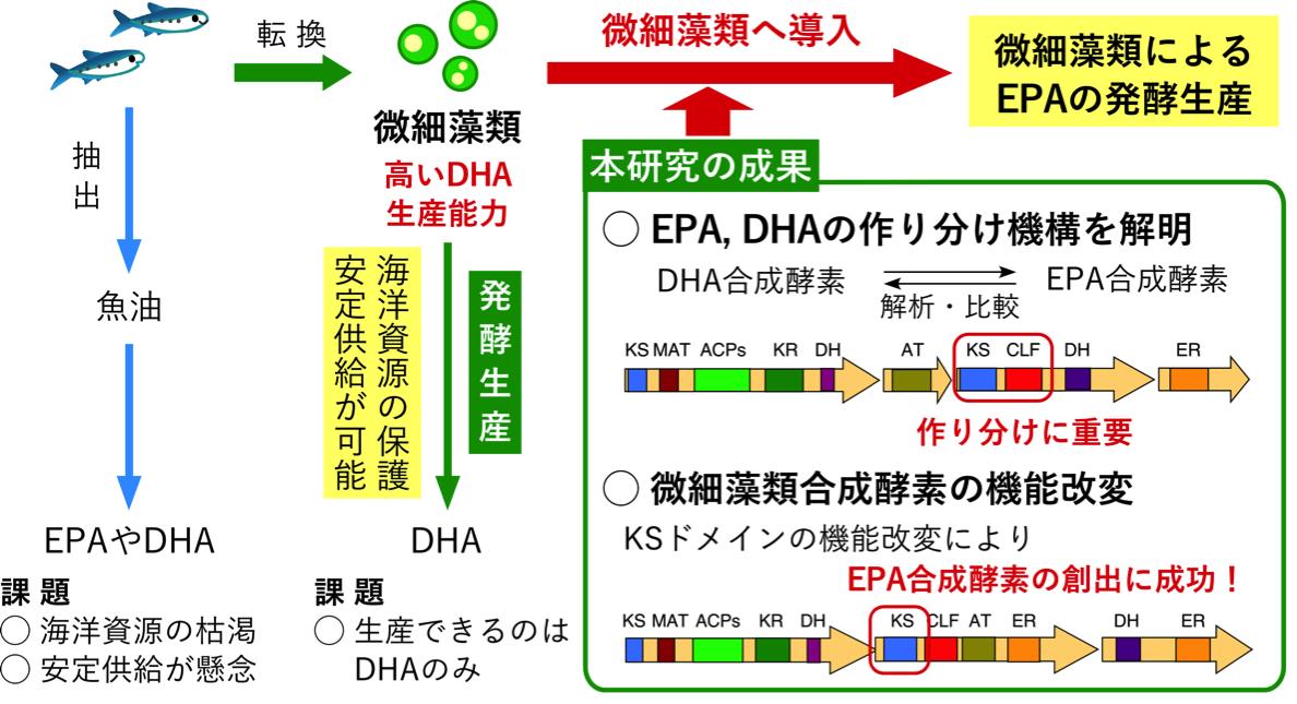ヒトの必須脂肪酸EPA,DHAを作り分けるしくみを解明~DHA合成酵素をEPA合成酵素に改変することでEPAの発酵生産に道を拓く~(工学研究院 教授 大利 徹)