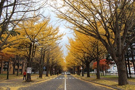 20151106_ginkgo1.jpg