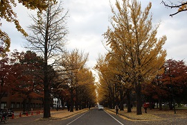 20151106_ginkgo2.jpg