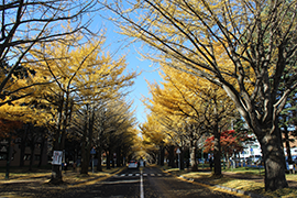 20151109_ginkgo1.png