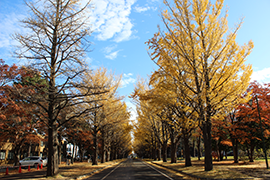 20151109_ginkgo2.png
