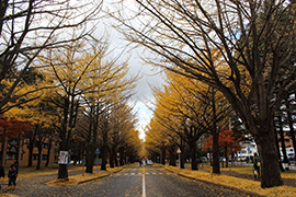 20151111_ginkgo1.png