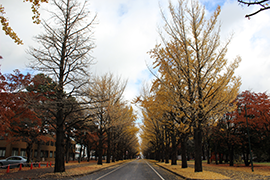 20151111_ginkgo2.png