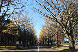 20151113_ginkgo1.png