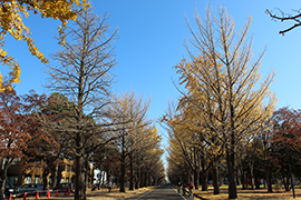 20151113_ginkgo2.png