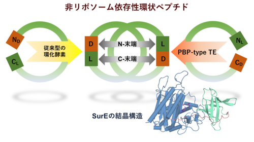 非リボソームペプチドの環化機構を解明～ペプチド環化生体触媒の開発に期待～（薬学研究院　教授　脇本敏幸）