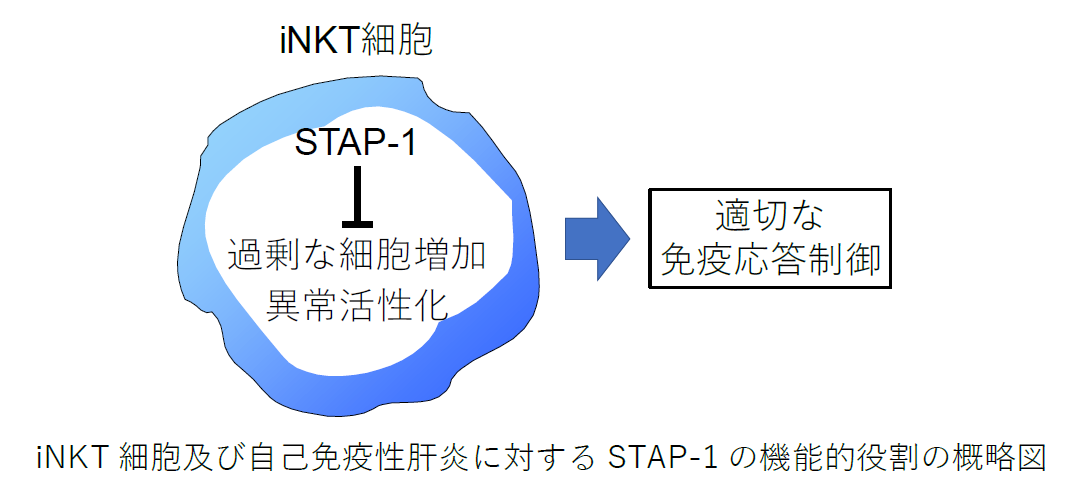 自己 免疫 性 肝炎