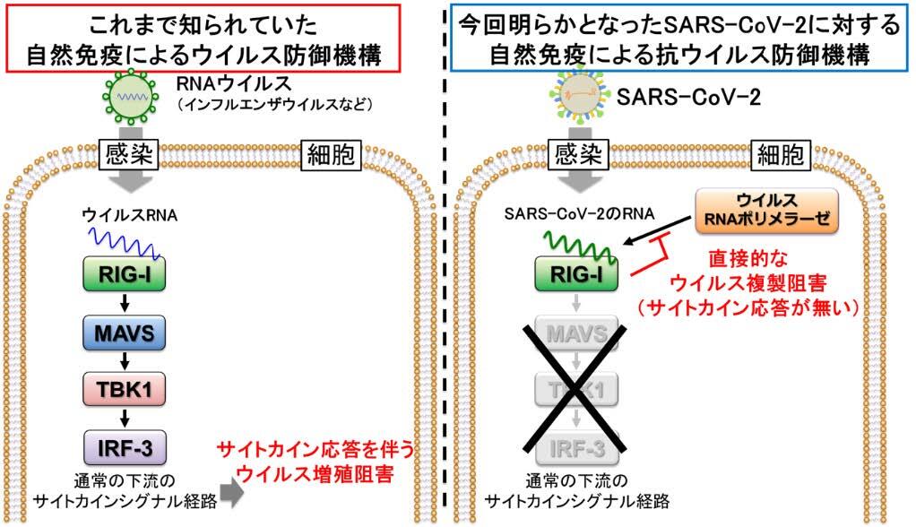 コロナ 高岡 ３日連続３０人感染 高岡、射水でクラスター｜新型コロナ｜富山のニュース｜富山新聞