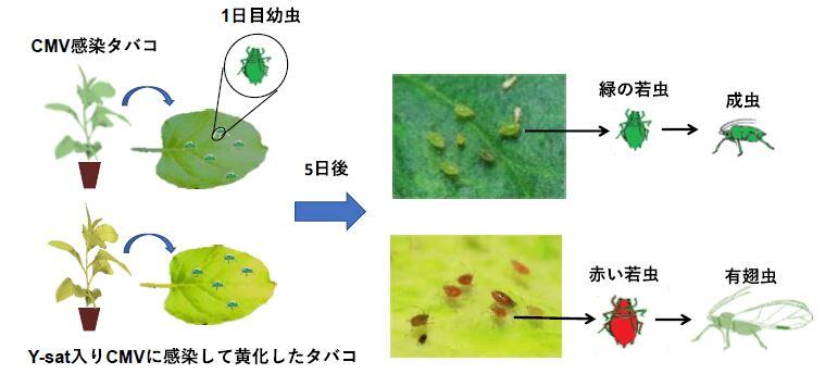 新着情報 アブラムシを引き寄せ 翅を生やして自らを運ばせるrnaがいた 植物ウイルスに寄生するy サテライトrna分子の驚くべき生き残り戦略の解明 農学研究院 教授 増田 税