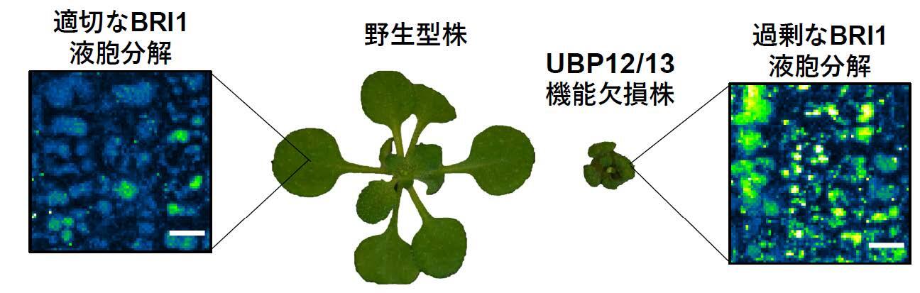 植物のバイオマス増加を支える脱ユビキチン化酵素を発見～植物ホルモンの作用効果を高める新たな手法の開発に期待～（理学研究院　准教授　佐藤長緒）