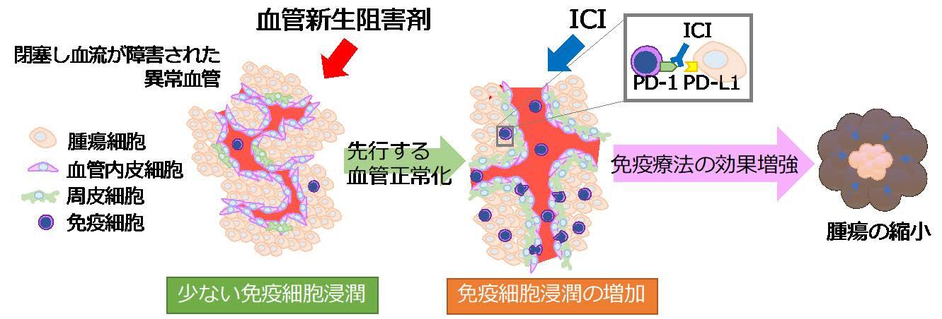 血管新生とは何ですか?