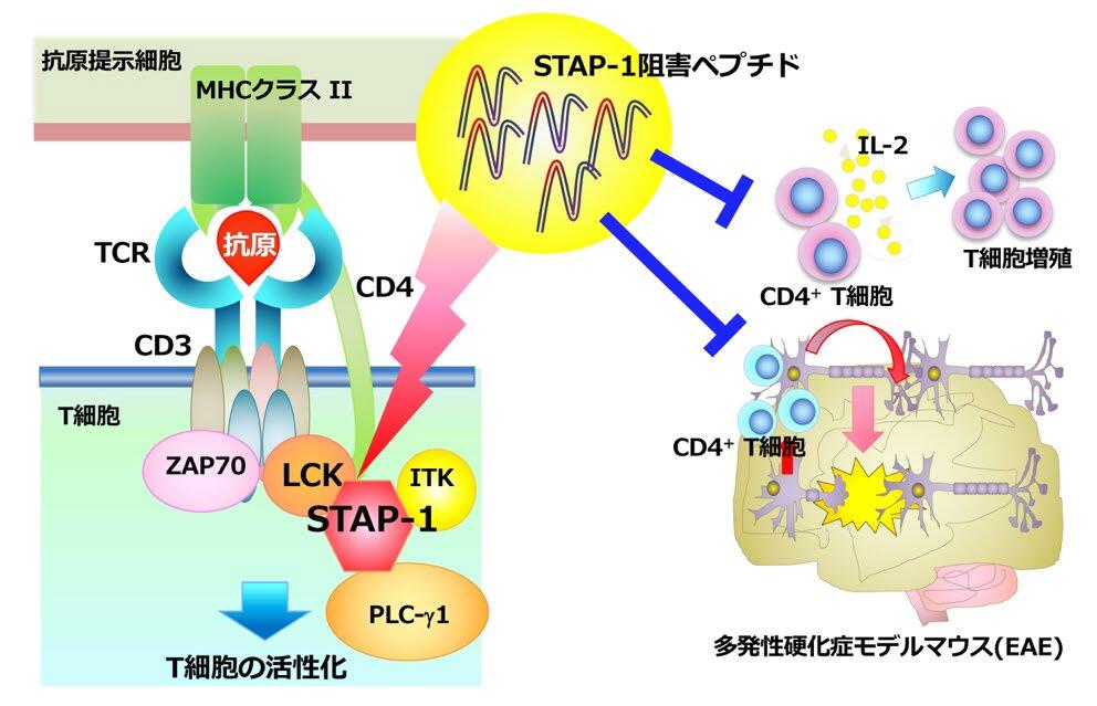 T細胞内の分子を標的とした新たなペプチド阻害剤を開発～自己免疫疾患の新たな治療薬開発への応用に期待～