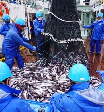 北海道南方はるか沖合表層でスケトウダラの分布を発見～同種の沖合分布記録を大幅に広げる発見、越冬後の栄養回復のため回遊した可能性を指摘～