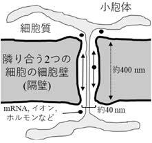 コケ植物が環境に応じて隣同士の細胞間コミュニケーションを制御する新たな仕組みを発見～環境悪化にともない、ストレスホルモン、アブシジン酸が細胞壁にあく多数の小さな孔の形成を抑制～