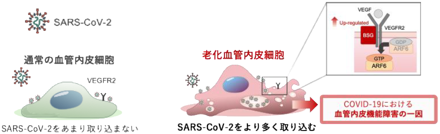 新型コロナウイルス感染症における血管障害の原因を解明～血管内皮細胞の老化によるウイルス取り込み増加が重症化の原因のひとつだった～
