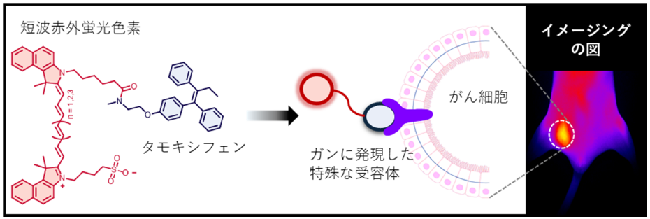 蛍光色素が結合した抗がん剤による腫瘍のイメージング～短波赤外蛍光色素の利用によりがんの発見と手術精度の向上に期待～