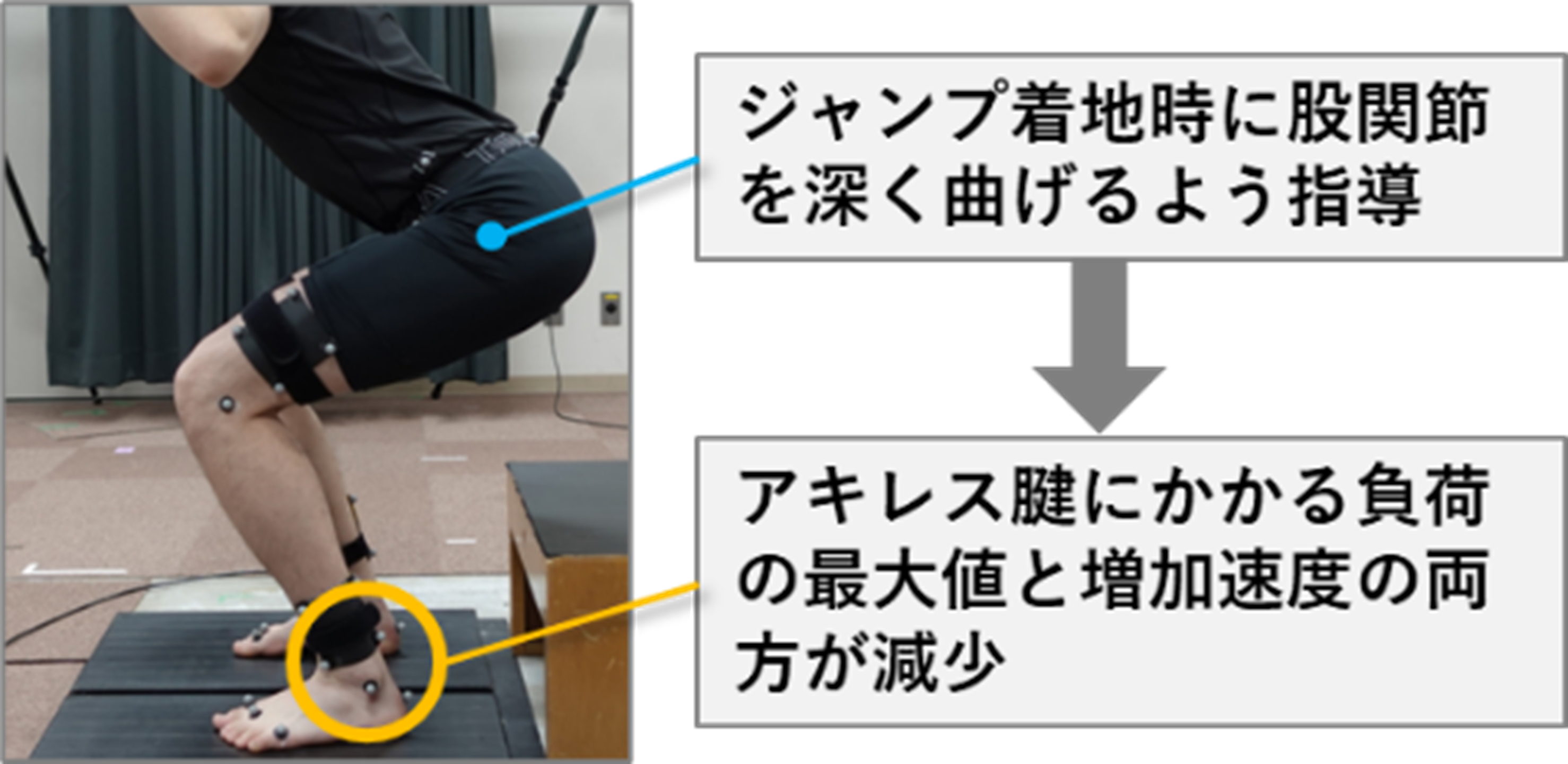 ジャンプ着地時のアキレス腱負荷を減らす指導法を解明～アキレス腱障害の予防やリハビリテーションへの応用に期待～