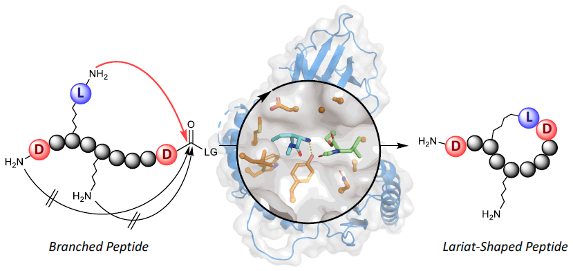 環状リポペプチドの化学-酵素ハイブリッド合成～有用生物活性環状ペプチドの迅速な同定に期待～