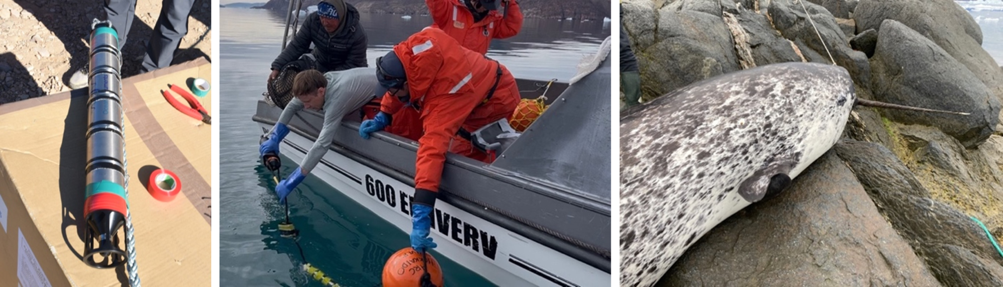 イッカクが水中録音機器に接触することを発見～係留系の安全性に疑問を提起～