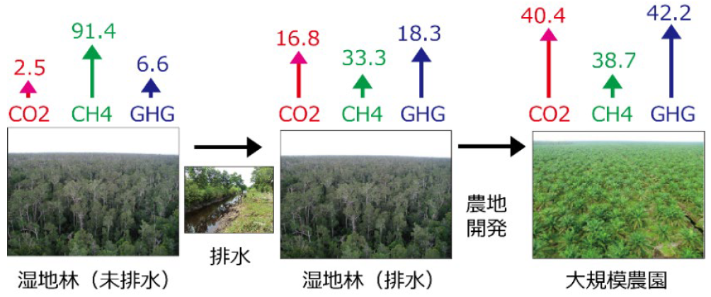 熱帯泥炭地は温室効果気体の巨大排出源である～排出量推定法の開発と排出削減への貢献～
