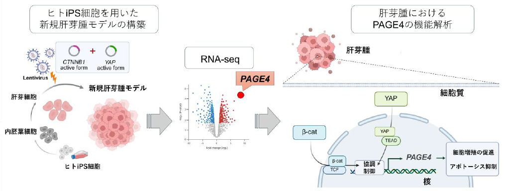 小児肝がん(肝芽腫)の新たな分子機構を解明～ヒトiPS細胞由来モデルを用いて、肝芽腫の新規治療標的PAGE4を同定～
