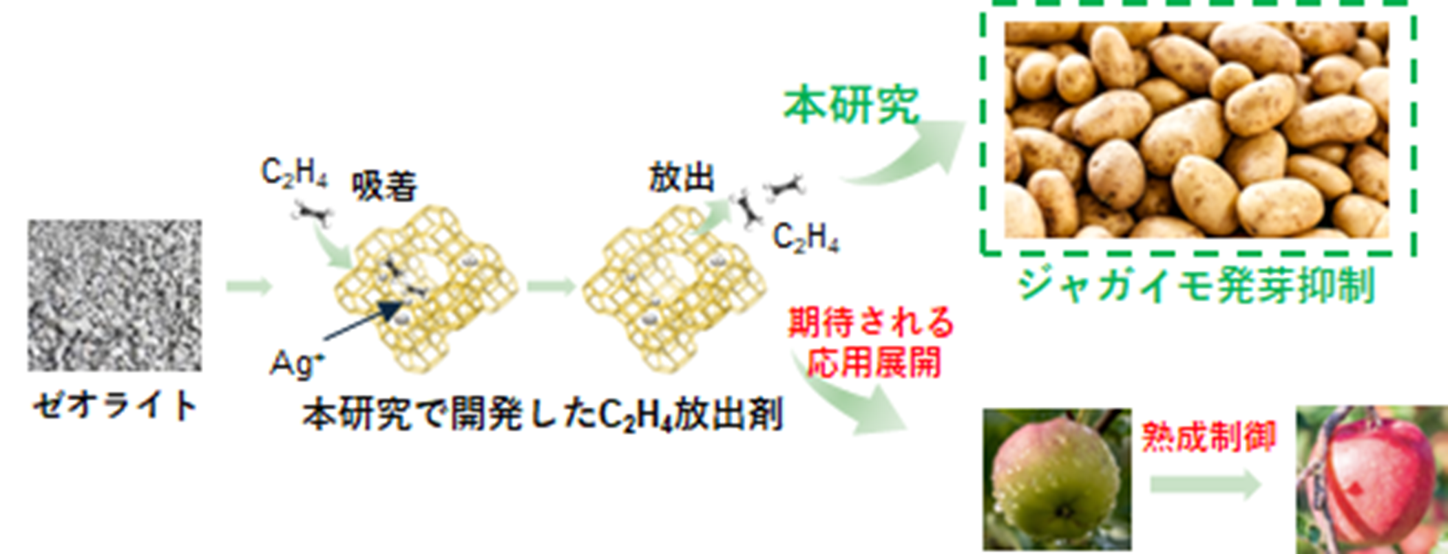 エチレンガスを持続的に放出できる固体材料を開発～農産物の追熟や鮮度保持への応用に期待～
