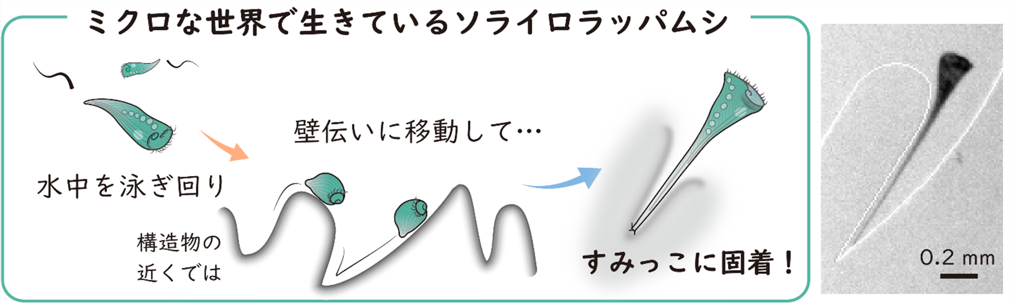 ソライロラッパムシの「すみっこ」好きを発見～目の無い単細胞生物の空間把握メカニズム～