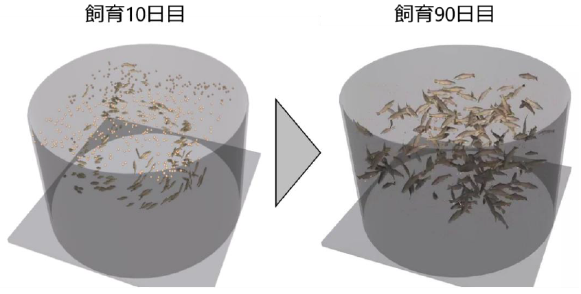 コンピュータの中でニジマスを育てる～養殖の未来を予測するシミュレーション技術を開発～