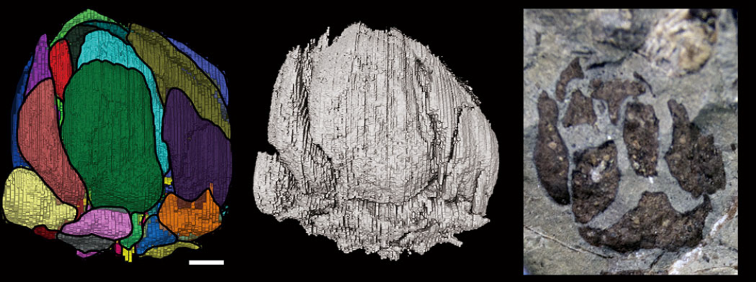 世界最古のスギ類の化石を北海道で発見～針葉樹の衰退前夜を垣間見る～