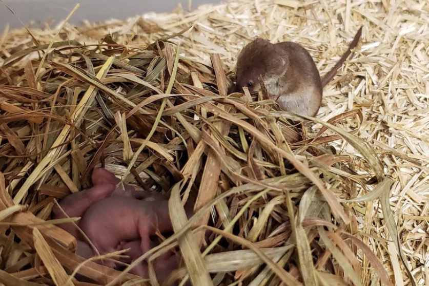 世界初：ヒメトガリネズミの飼育下繁殖に成功～絶滅危惧種保全とトガリネズミ研究への新展開～