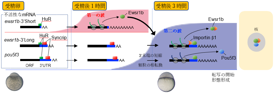 卵は受精後に翻訳の波を生み出す～生命現象を進行させる新たな仕組みを解明～