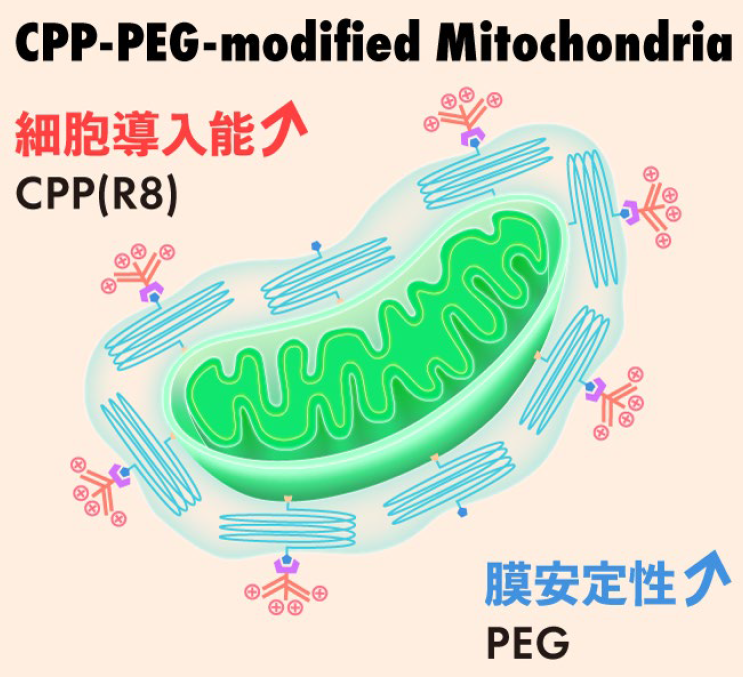 人工設計ミトコンドリア「e-MITO」を開発～細胞機能を制御するオルガネラ製剤技術～