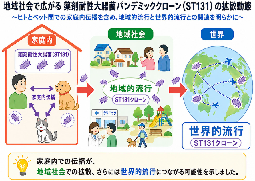 地域社会の中で広がる薬剤耐性大腸菌パンデミッククローンの拡散動態を解明～ヒトとペット間での家庭内伝播を含め、地域から世界的な流行への繋がりを明らかに～