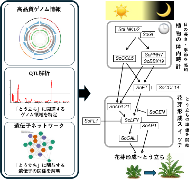 ほうれん草が「とう立ち」する仕組みをゲノムから解明～高品質ゲノムと遺伝子ネットワーク解析により品種改良を加速～